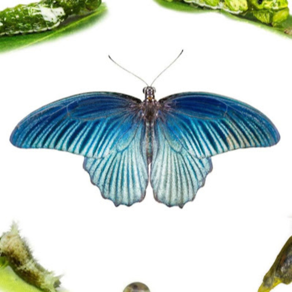 Meet your Posher, Auralite